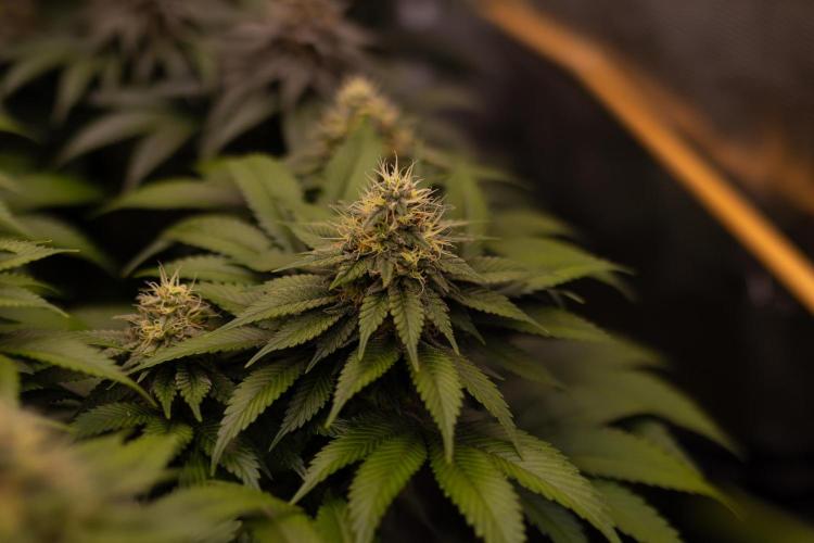 Super Skunk - Spliff Seeds. Week 13