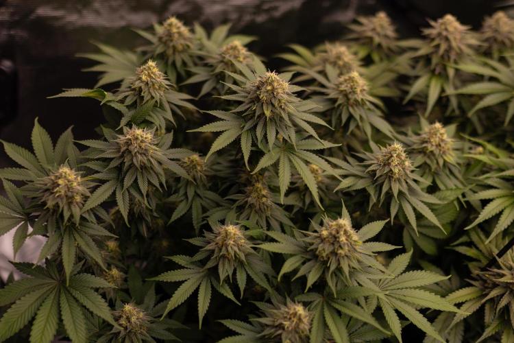 Bubblegun - Spliff Seeds. Week 13