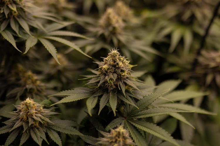 Bubblegun - Spliff Seeds. Week 13