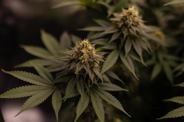 Bubblegun - Spliff Seeds. Week 13