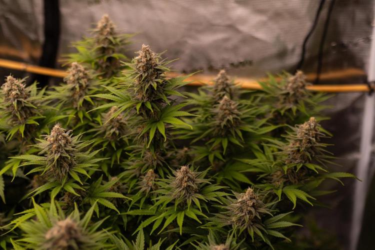 Zkittlez - Spliff Seeds. Week 13