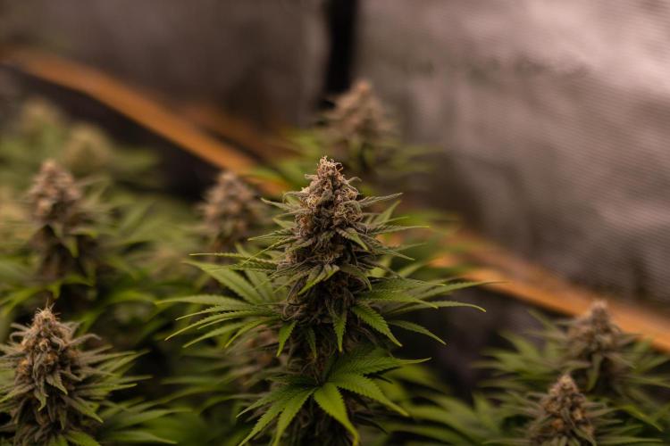 Zkittlez - Spliff Seeds. Week 13