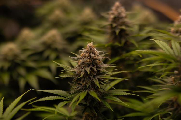 Zkittlez - Spliff Seeds. Week 13