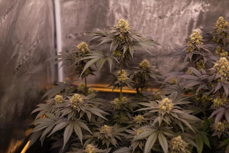 Biscotti Gelato - FastBuds. Week 13