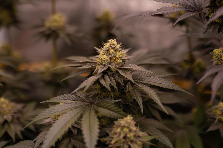 Biscotti Gelato - FastBuds. Week 13