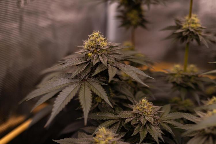 Biscotti Gelato - FastBuds. Week 13