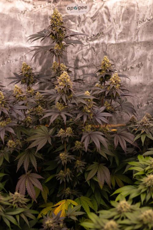 Papayton - FastBuds. Week 13