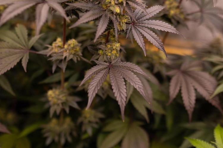 Papayton - FastBuds. Week 13