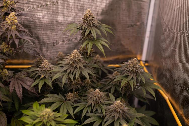 Lemon Cherry Runtz - Fast Buds. Week 13