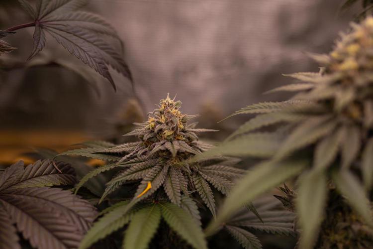 Lemon Cherry Runtz - Fast Buds. Week 13