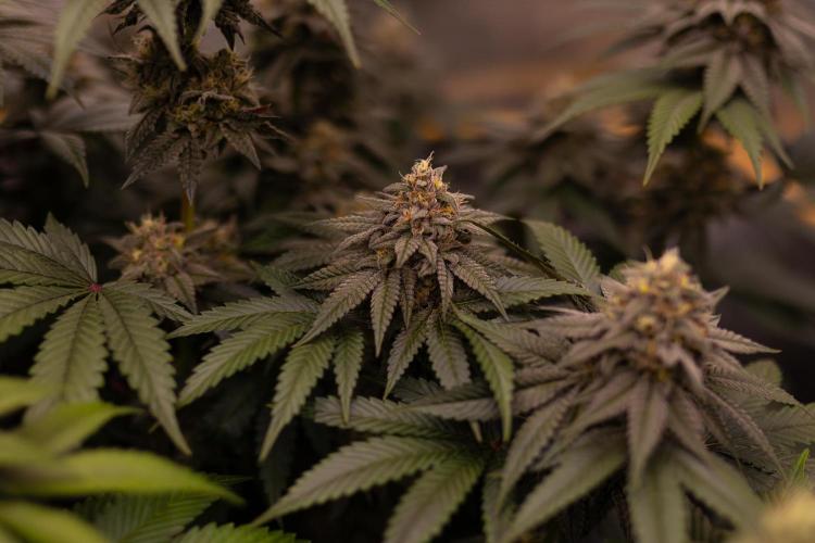 Lemon Cherry Runtz - Fast Buds. Week 13