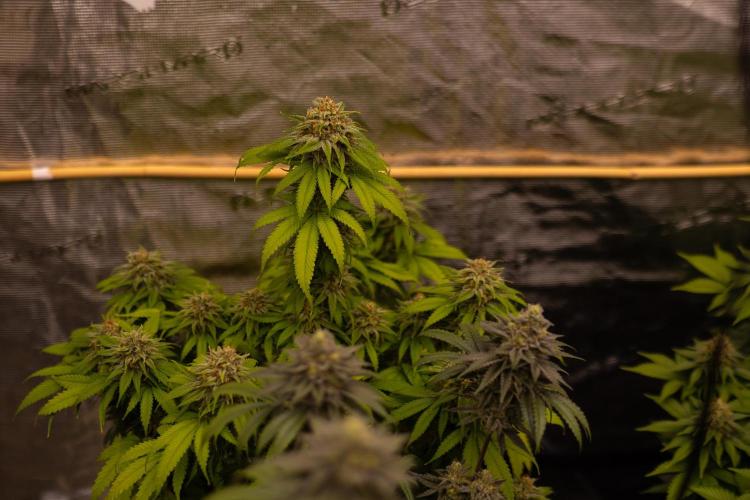 Doppler - Paradise Seeds. Week 13