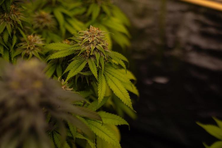 Doppler - Paradise Seeds. Week 13