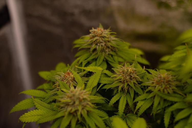 Doppler - Paradise Seeds. Week 13