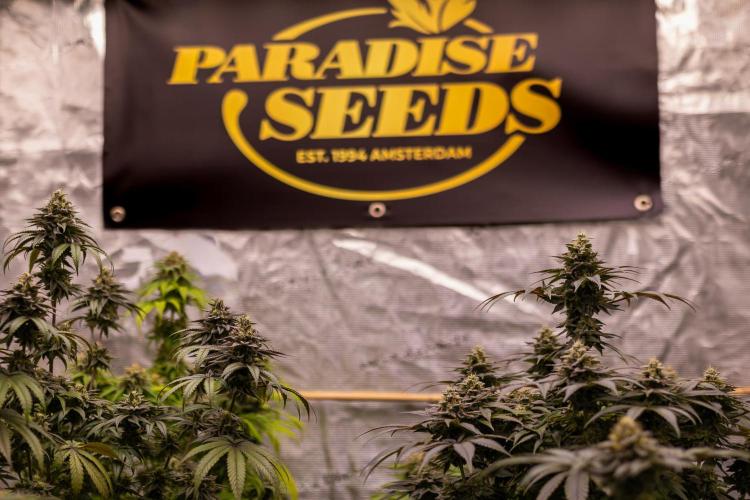 Doppler - Paradise Seeds. Week 13