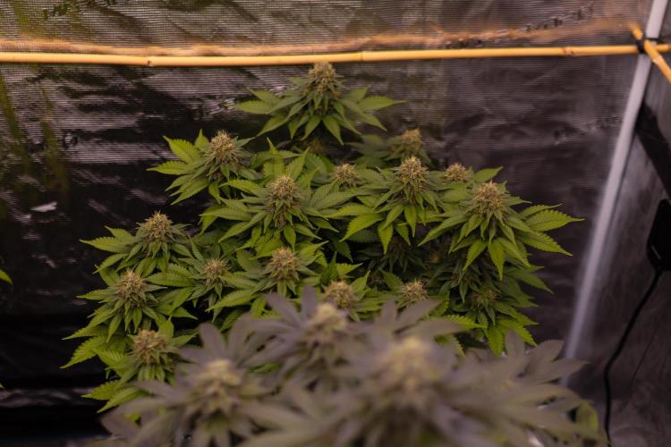 White Berry - Paradise Seeds. Week 13