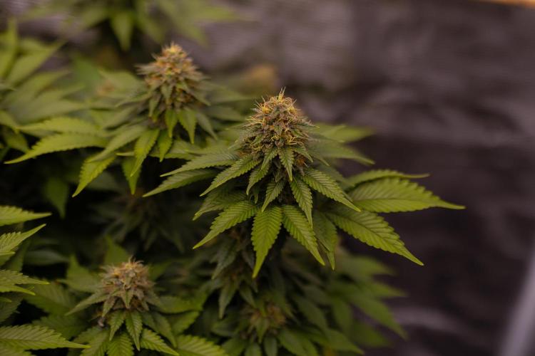 White Berry - Paradise Seeds. Week 13