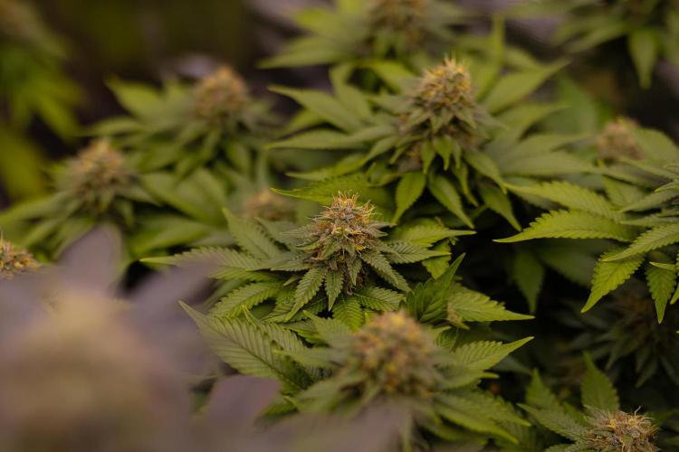 White Berry - Paradise Seeds. Week 13