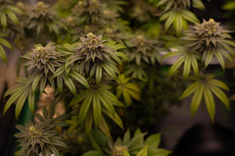 Rainbow Road - Paradise Seeds. Week 13