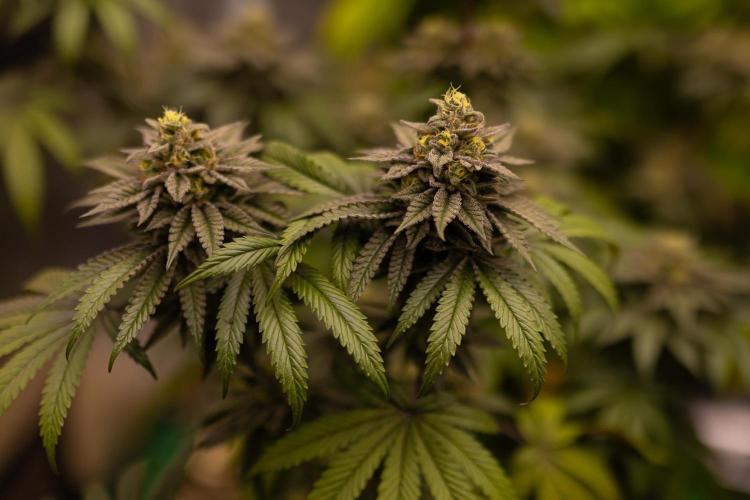 Rainbow Road - Paradise Seeds. Week 13