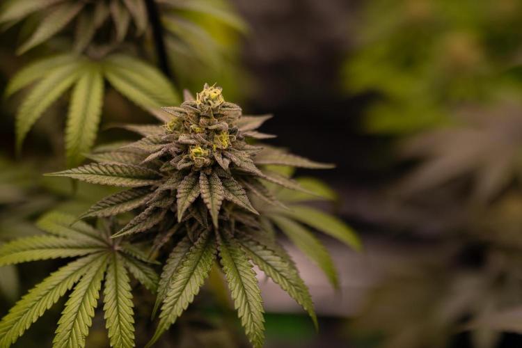 Rainbow Road - Paradise Seeds. Week 13