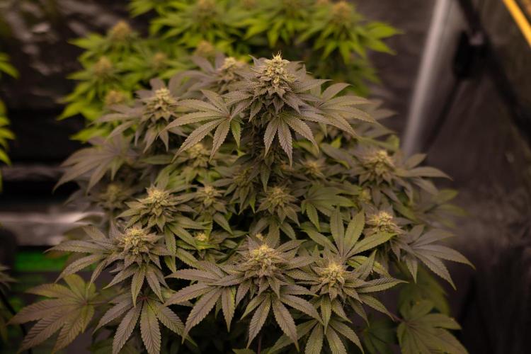 Space Cookies- Paradise Seeds. Week 13