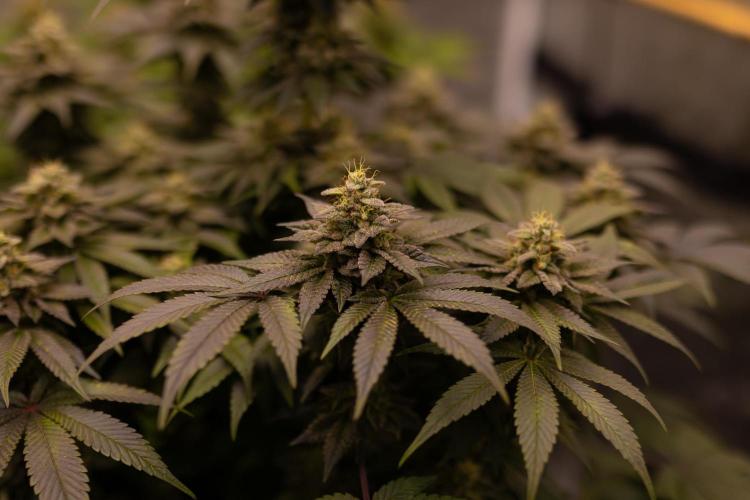 Space Cookies- Paradise Seeds. Week 13