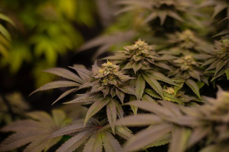 Space Cookies- Paradise Seeds. Week 13