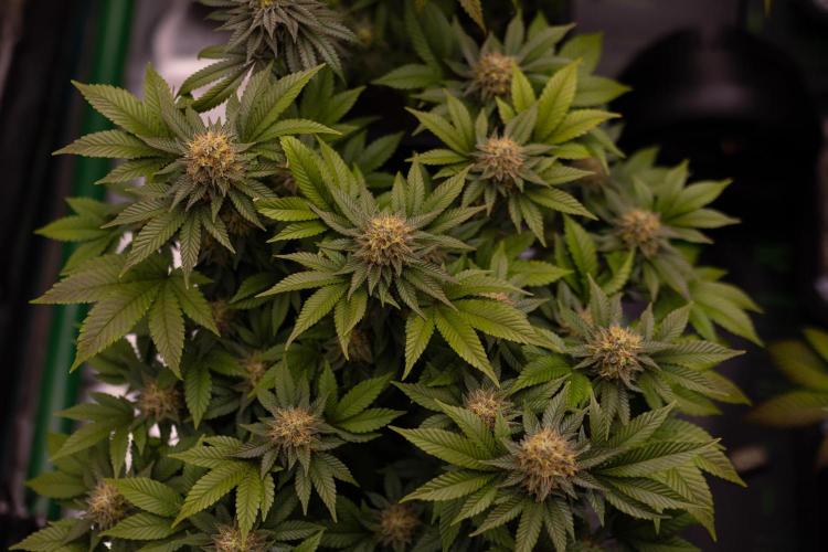 Acid - Paradise Seeds. Week 13