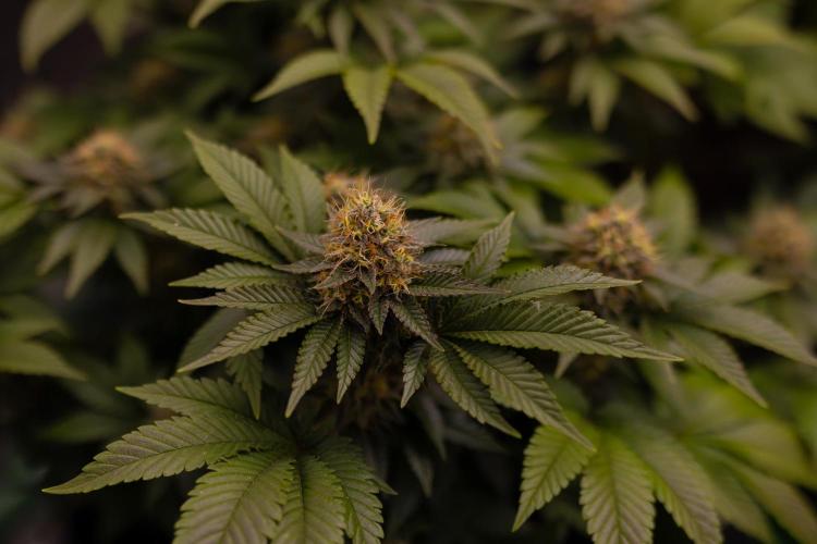 Acid - Paradise Seeds. Week 13