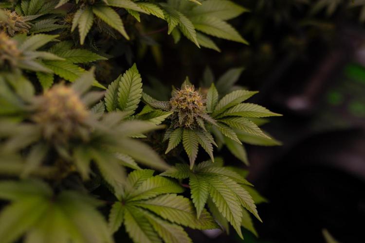 Acid - Paradise Seeds. Week 13