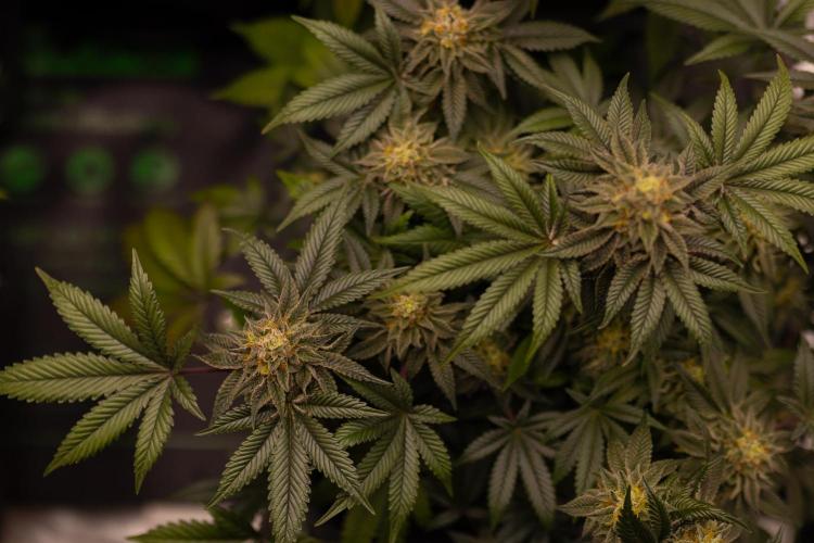 Tester 501x51 - Paradise Seeds. Week 13