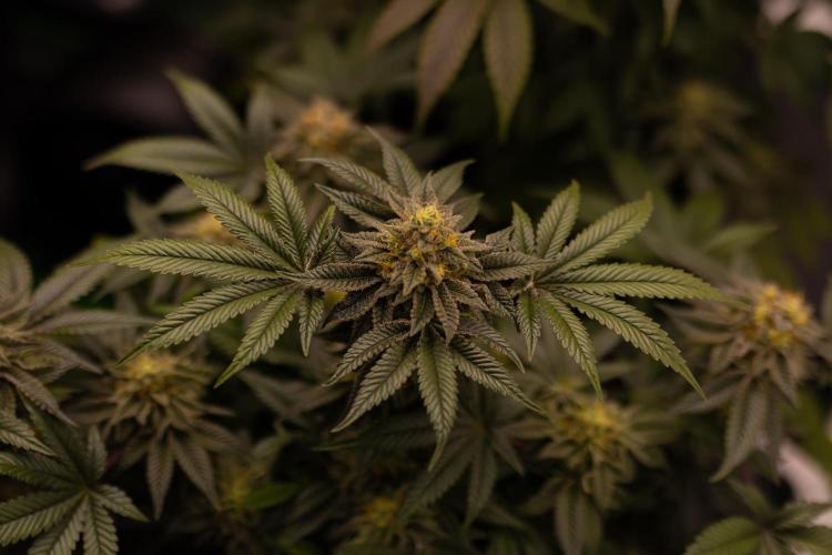 Tester 501x51 - Paradise Seeds. Week 13