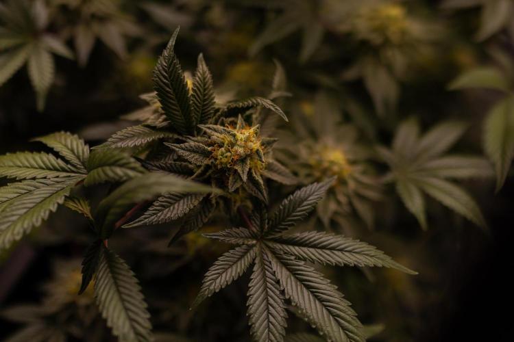 Tester 501x51 - Paradise Seeds. Week 13