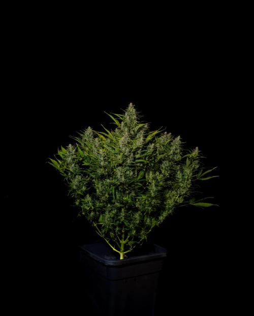 Blue Dream Auto - Spliff Seeds. Week 14