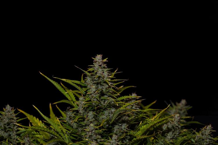 Blue Dream Auto - Spliff Seeds. Week 14