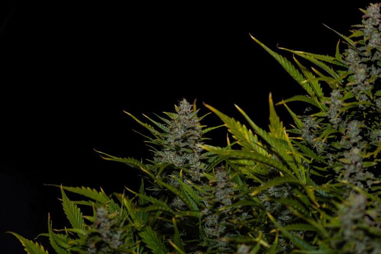 Blue Dream Auto - Spliff Seeds. Week 14