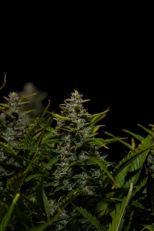 Blue Dream Auto - Spliff Seeds. Week 14