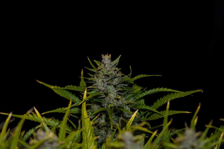 Blue Dream Auto - Spliff Seeds. Week 14