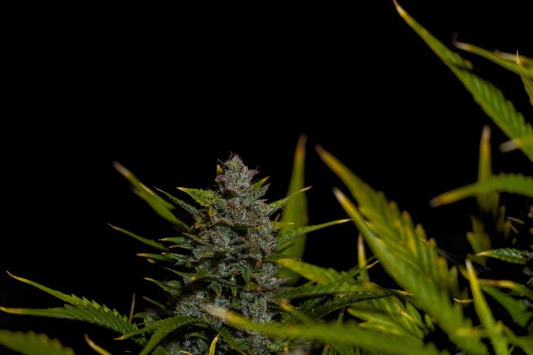 Blue Dream Auto - Spliff Seeds. Week 14