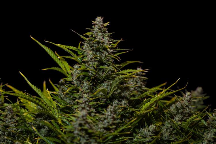 Blue Dream Auto - Spliff Seeds. Week 14