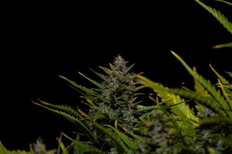 Blue Dream Auto - Spliff Seeds. Week 14