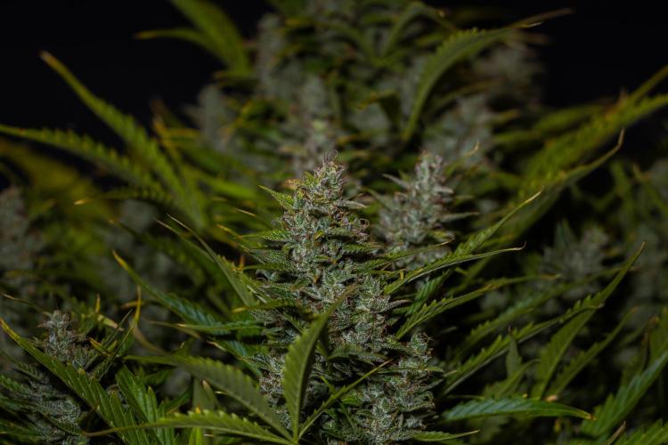 Blue Dream Auto - Spliff Seeds. Week 14