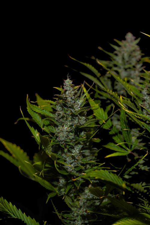 Blue Dream Auto - Spliff Seeds. Week 14