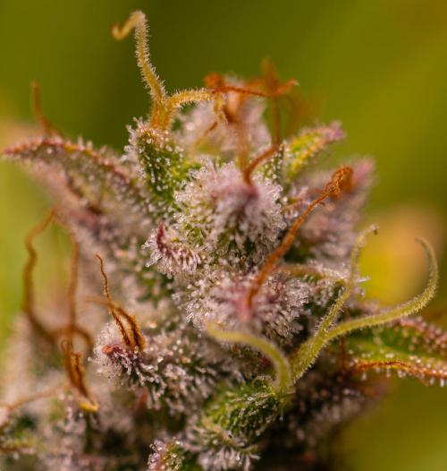 Blue Dream Auto - Spliff Seeds. Week 14