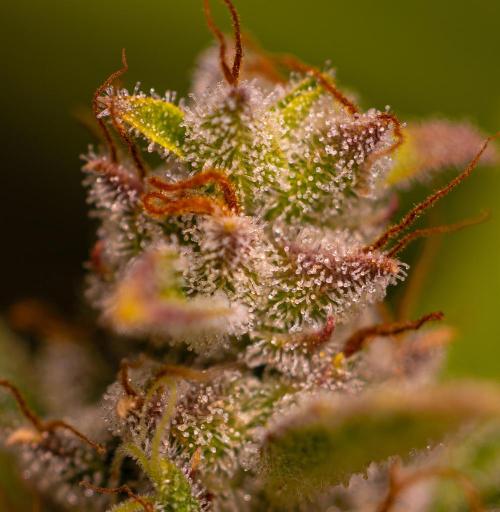 Blue Dream Auto - Spliff Seeds. Week 14