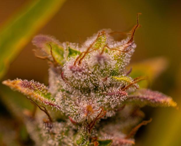 Blue Dream Auto - Spliff Seeds. Week 14