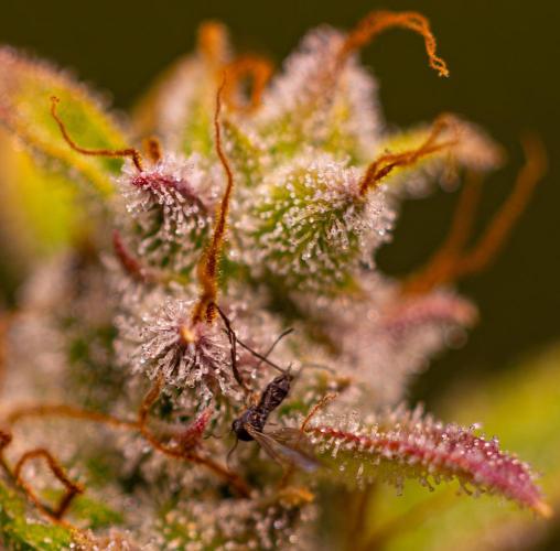 Blue Dream Auto - Spliff Seeds. Week 14