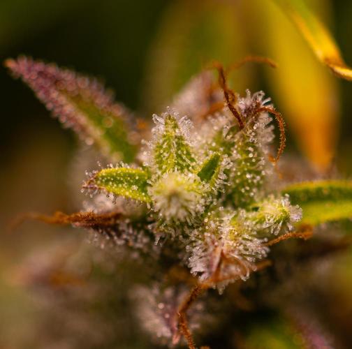 Blue Dream Auto - Spliff Seeds. Week 14