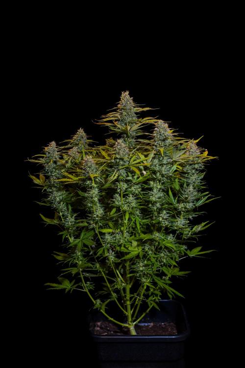 Neville’s Haze Auto. Week 14